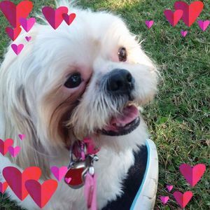 Meet your Posher, Liz